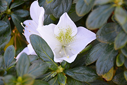 Tama No Hada Azalea (Rhododendron 'Tama no Hada') at Lakeshore Garden Centres