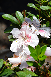 Nuccio's Melody Lane Azalea (Rhododendron 'Nuccio's Melody Lane') at Lakeshore Garden Centres