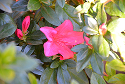 Nuccio's Garden Party Azalea (Rhododendron 'Nuccio's Garden Party') at Lakeshore Garden Centres