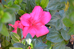 Nuccio's Ragtime Azalea (Rhododendron 'Nuccio's Ragtime') at Lakeshore Garden Centres