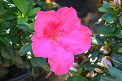 Nuccio's Carnival Azalea (Rhododendron 'Nuccio's Carnival') at Lakeshore Garden Centres