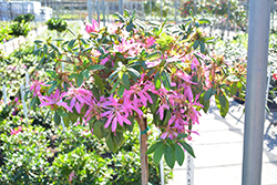 Nuccio's Dragonfly Azalea (Rhododendron 'Nuccio's Dragonfly') at Lakeshore Garden Centres