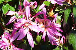 Nuccio's Dragonfly Azalea (Rhododendron 'Nuccio's Dragonfly') at Lakeshore Garden Centres