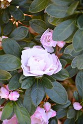 Nuccio's Ice Follies Azalea (Rhododendron 'Nuccio's Ice Follies') at Lakeshore Garden Centres