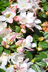 Nuccio's Honey Bunch Azalea (Rhododendron 'Nuccio's Honey Bunch') at Lakeshore Garden Centres