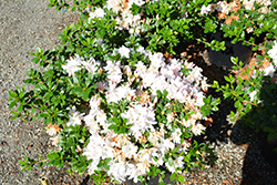 Nuccio's Honey Bunch Azalea (Rhododendron 'Nuccio's Honey Bunch') at Lakeshore Garden Centres