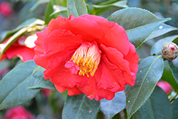 Grand Slam Camellia (Camellia japonica 'Grand Slam') at Lakeshore Garden Centres