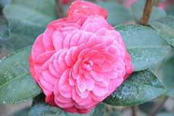 Pope Pius IX Camellia (Camellia japonica 'Pope Pius IX') at Lakeshore Garden Centres