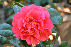 Kramer's Supreme Camellia (Camellia japonica 'Kramer's Supreme') at Lakeshore Garden Centres
