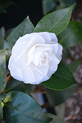Ragland Supreme Camellia (Camellia japonica 'Ragland Supreme') at Lakeshore Garden Centres