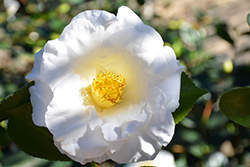 Tata Camellia (Camellia japonica 'Tata') at Lakeshore Garden Centres
