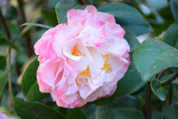 Nuccio's Jewel Camellia (Camellia japonica 'Nuccio's Jewel') at Lakeshore Garden Centres