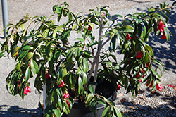 Kujaku Tsubaki Camellia (Camellia japonica 'Kujaku Tsubaki') at Lakeshore Garden Centres