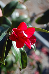 Kujaku Tsubaki Camellia (Camellia japonica 'Kujaku Tsubaki') at Lakeshore Garden Centres