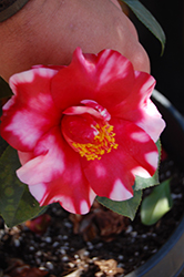 Midnight Variegated Camellia (Camellia japonica 'Midnight Variegated') at Lakeshore Garden Centres