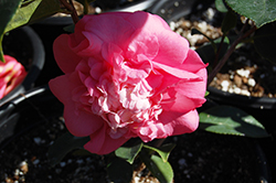 Chandleri Elegans Camellia (Camellia japonica 'Chandleri Elegans') at Lakeshore Garden Centres