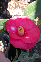 Wendy Camellia (Camellia japonica 'Wendy') at Lakeshore Garden Centres
