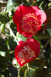 Hinomaru Camellia (Camellia japonica 'Hinomaru') at Lakeshore Garden Centres
