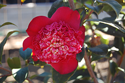 Tar Baby Camellia (Camellia japonica 'Tar Baby') at Lakeshore Garden Centres