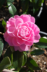 Lavender Swirl Camellia (Camellia x williamsii 'Lavender Swirl') at Lakeshore Garden Centres