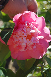 Chandleri Elegans Variegated Camellia (Camellia japonica 'Chandleri Elegans Variegated') at Lakeshore Garden Centres