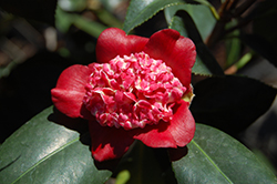 Lipstick Camellia (Camellia japonica 'Lipstick') at Lakeshore Garden Centres