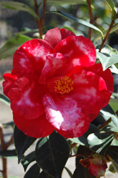 Royal Velvet Variegated Camellia (Camellia japonica 'Royal Velvet Variegated') at Lakeshore Garden Centres