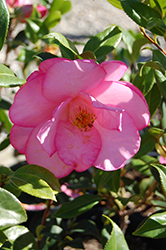 Taylor's Perfection Camellia (dark form) (Camellia x williamsii 'Taylor's Perfection (dark form)') at Lakeshore Garden Centres