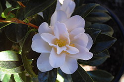 Shooting Star Camellia (Camellia 'Shooting Star') at Lakeshore Garden Centres