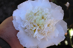 Elegans Champagne Camellia (Camellia japonica 'Elegans Champagne') at Lakeshore Garden Centres
