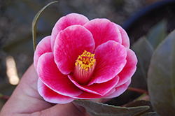 Tama Peacock Camellia (Camellia japonica 'Tama Peacock') at Lakeshore Garden Centres