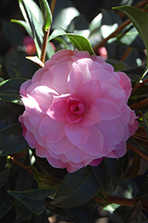 Buttons 'n' Bows Camellia (Camellia 'Buttons 'n' Bows') at Lakeshore Garden Centres