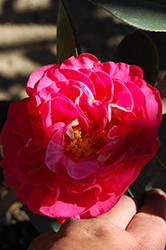 Bonanza Camellia (Camellia sasanqua 'Bonanza') at Lakeshore Garden Centres