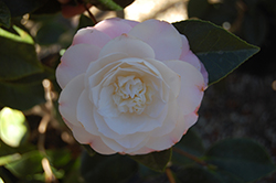 Sawada's Dream Camellia (Camellia japonica 'Sawada's Dream') at Lakeshore Garden Centres