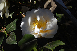 White Empress Camellia (Camellia japonica 'White Empress') at Lakeshore Garden Centres