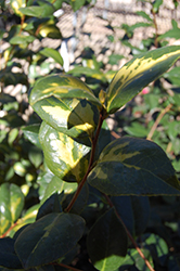 Taiyo Camellia (Camellia japonica 'Taiyo') at Lakeshore Garden Centres