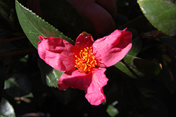 Taiyo Camellia (Camellia japonica 'Taiyo') at Lakeshore Garden Centres