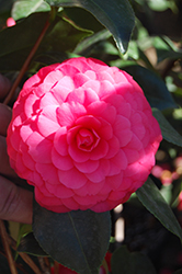 C.M. Hovey Camellia (Camellia japonica 'C.M. Hovey') at Lakeshore Garden Centres