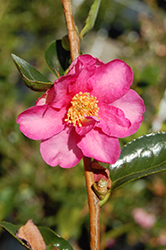 Pink-A-Boo Camellia (Camellia sasanqua 'Mondel') at Lakeshore Garden Centres