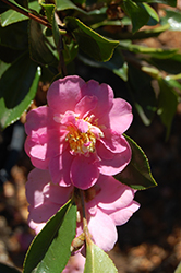 Showa Supreme Camellia (Camellia 'Showa Supreme') at A Very Successful Garden Center