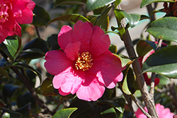 Autumn Sun Camellia (Camellia sasanqua 'Autumn Sun') at Lakeshore Garden Centres