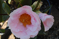 Moonrise Camellia (Camellia 'Moonrise') at Lakeshore Garden Centres