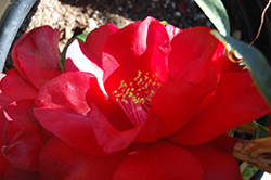 Julius Nuccio Camellia (Camellia japonica 'Julius Nuccio') at Lakeshore Garden Centres