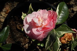 Kerguelen Camellia (Camellia japonica 'Kerguelen') at Lakeshore Garden Centres