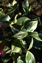 Benten-Kagura Camellia (Camellia japonica 'Benten-Kagura') at Lakeshore Garden Centres