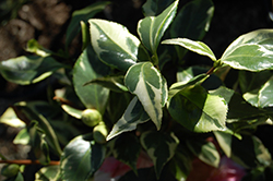Kerguelen Camellia (Camellia japonica 'Kerguelen') at Lakeshore Garden Centres