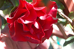 Black Magic Camellia (Camellia japonica 'Black Magic') at Lakeshore Garden Centres
