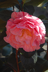Carter's Sunburst Camellia (Camellia japonica 'Carter's Sunburst') at Lakeshore Garden Centres