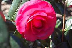 Joe Nuccio Camellia (Camellia x williamsii 'Joe Nuccio') at Lakeshore Garden Centres