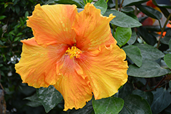 HibisQs Longiflora Laluna Hibiscus (Hibiscus rosa-sinensis 'HibisQs Longiflora Laluna') at Lakeshore Garden Centres